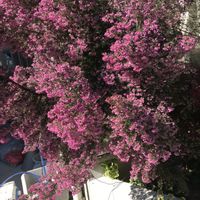 エリカ,お出かけ先の画像