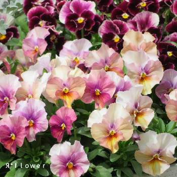 #ラグランジア,#PW育てた,#PWアンバサダー,紫陽花 アジサイ あじさい,#PWの画像