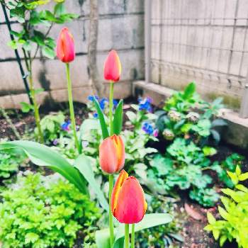 チューリップ,春のお花,シェードガーデン,球根,日陰庭の画像
