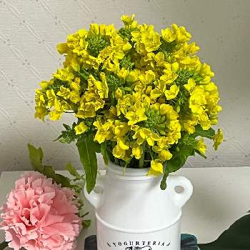 #ラグランジア,#PW育てた,#PWアンバサダー,紫陽花 アジサイ あじさい,#PWの画像