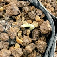 サクラ,種まき,今日のお花,ミニ盆栽,発芽の画像