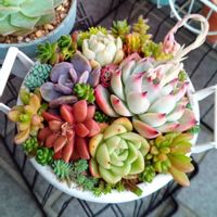 多肉植物,普及種,紅葉する多肉,多肉の花芽,おうち園芸の画像