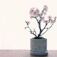 御殿場桜,さくら サクラ 桜,サクラ,春のお花,今日のお花の画像