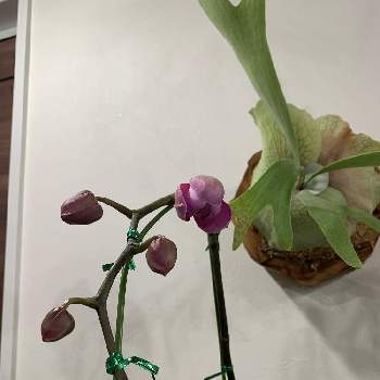 胡蝶蘭の画像