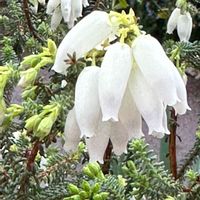 エリカ,栂緑道,エリカ…,白色の花,栂地区ウオーキングコースの画像