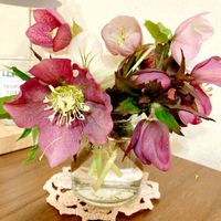 クリスマスローズ,剪定,お庭管理,植栽管理,ガーデニングの画像