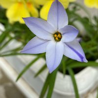 アイフェイオン,花のある暮らしの画像
