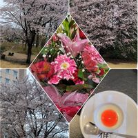 サクラ,癒し⁎ˇ◡ˇ⁎♡,き　れ　い❤,感謝,Important ƒriёndの画像