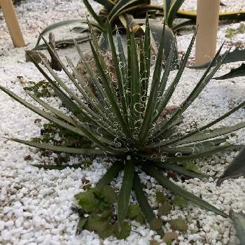 ゲウム マイタイの画像