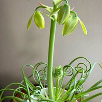 アルブカスピラリス フリズルシズル,癒し,おうち園芸,球根,ガーデニングの画像