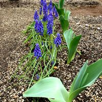 ムスカリ,チューリップ,地植え, ムスカリ,ガーデニングの画像