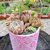 姫秀麗,エケベリア クリスマス,ティッピー,多肉植物,GS2年生♡の画像