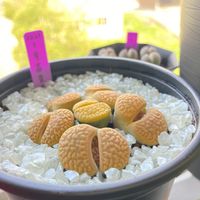 リトープス　黄富貴玉,多肉植物,メセン類,メセン,ぷりぷり多肉の画像