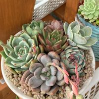 多肉植物,紅葉する多肉,多肉植物のある暮らし,エケベリア女子,多肉女子の画像