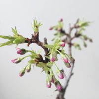 サクラ,旭山桜,おうち園芸,盆栽,花のある暮らしの画像