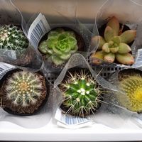 多肉中毒,多肉植物,サボテン☆,　ヌダ,植物大好きの画像