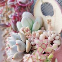 多肉植物,　リトルミッシー,多肉 桃美人,多肉植物のある暮らし,ピンクザラゴーサ♡の画像