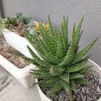 アロエ,アロエ 不夜城,多肉植物,多肉大好き,多肉花芽の画像