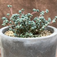 多肉植物,そよ風の天使。, ブレビフォリウム,木立性ブレビフォリウム♡の画像