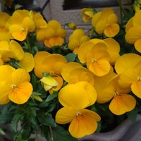 ハンキング,ビオラ♡,おうち園芸,黄色の花,可愛い♡の画像