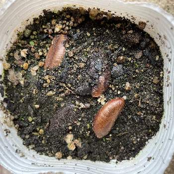 ホップ,クリスタル,鉢植えの画像