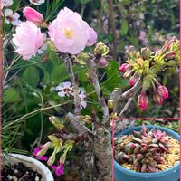 一才桜,桜吹雪,サクラ,多肉植物,さくらの日の画像