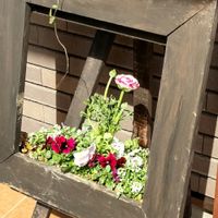 多肉植物,ドライフラワー,寄せ植え,おうちde菜園,ドライの画像