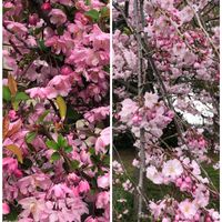 枝垂れ桜,ハナカイドウの画像