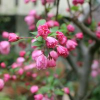 ハナカイドウ,ハナカイドウ*,おうち園芸,ピンクのお花,花のある暮らしの画像