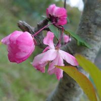 ハナカイドウ,アプローチの画像