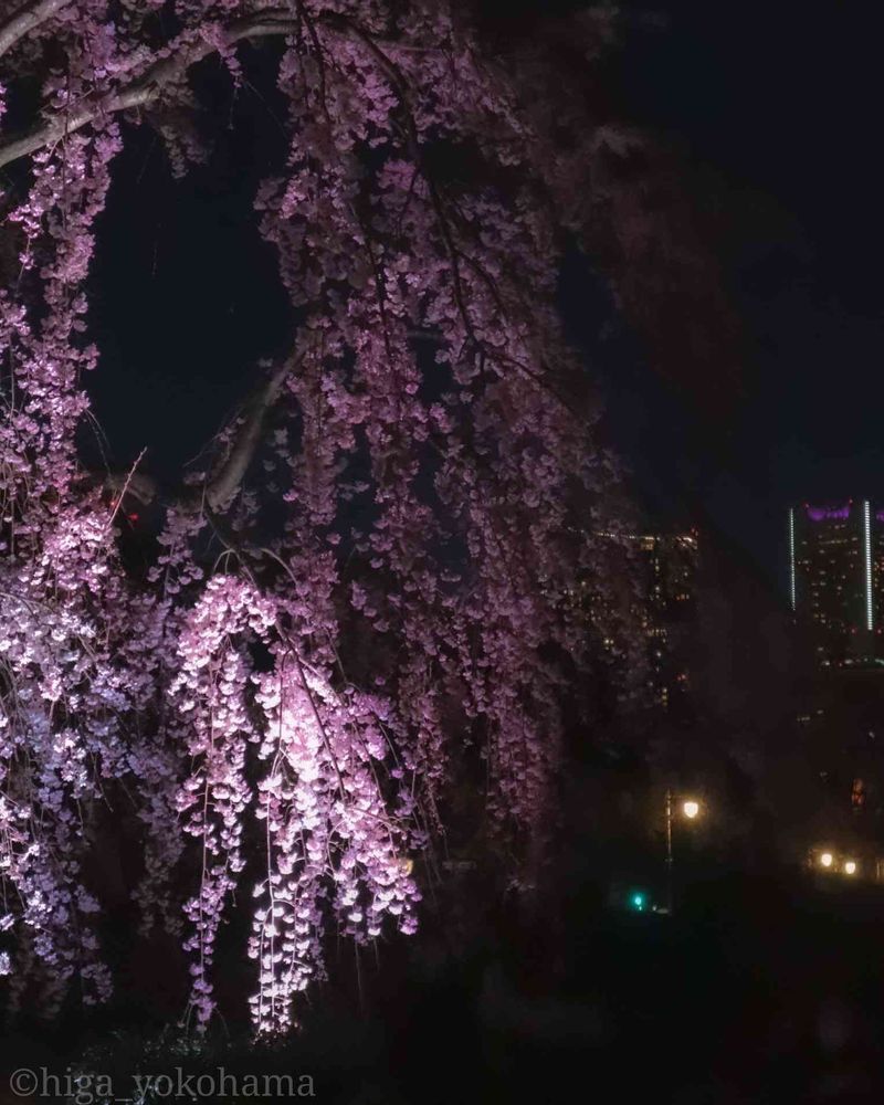 ヒガ君さんの山下公園への投稿