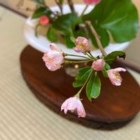 ハナカイドウの画像