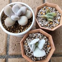 銀波錦,王妃神刀,パキフィツム属,多肉植物,観葉植物の画像