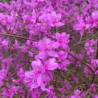 コバノ ミツバツツジ,ツツジの画像