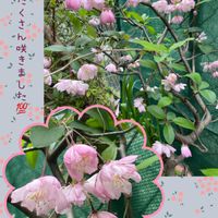 ハナカイドウ,ピンク❤︎ピンク,ピンク,可愛い蕾,元気に育ててますよの画像
