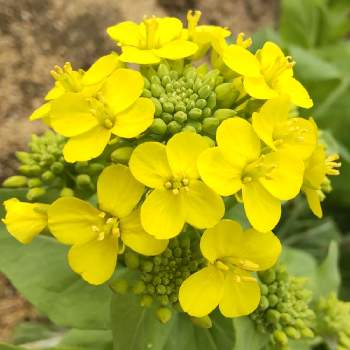ホップ,クリスタル,鉢植えの画像