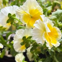 ボタニカルライフ,ドライフラワー,千葉県,ネコ好き,ベランダガーデニングの画像