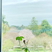 ストロベリーキャンドル,水挿し発根,花束から,桜の季節,空の記録の画像