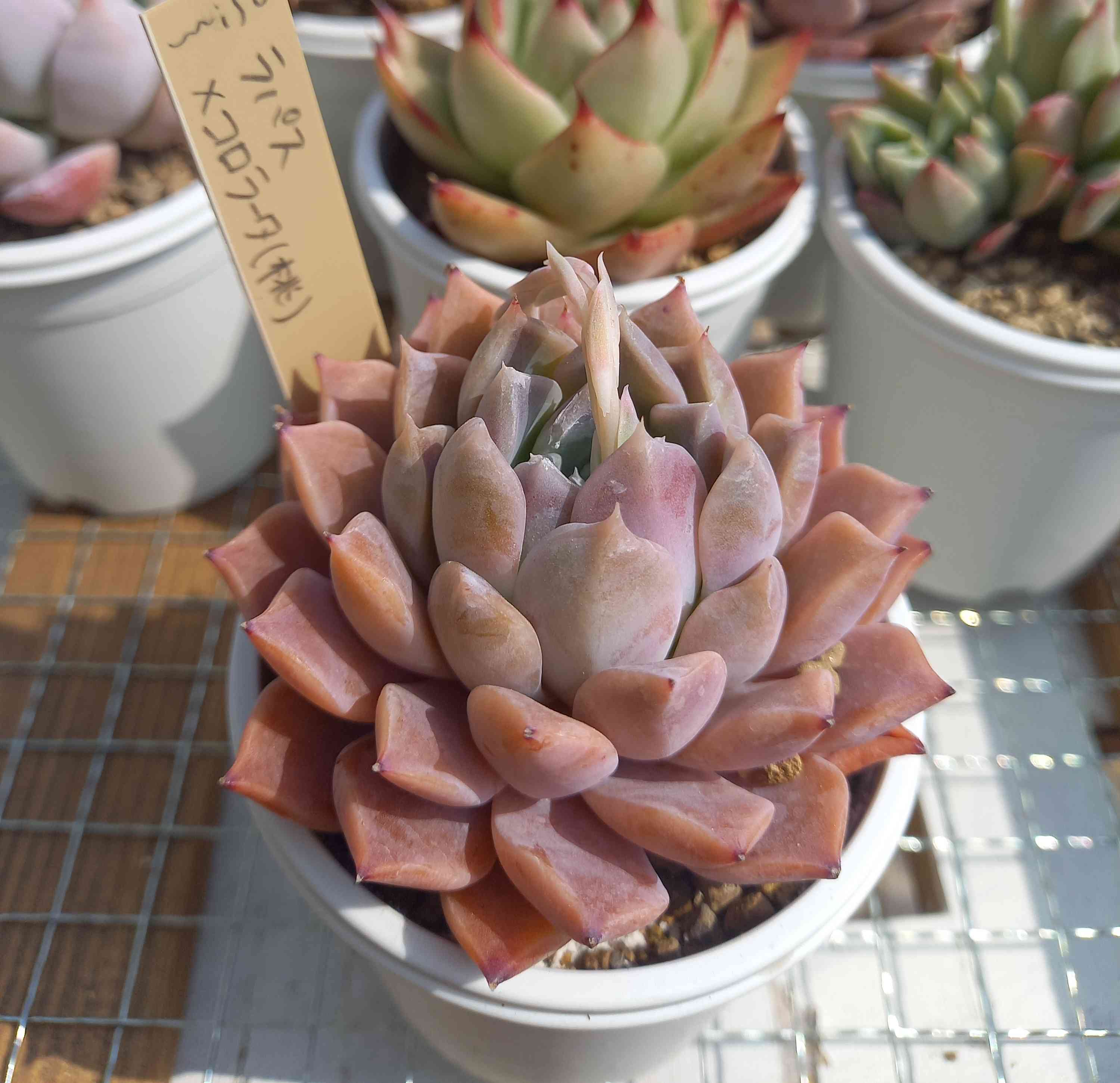 1679920081986_353118_20230327_