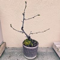 サクラ,御殿場桜,カラーグレーズポット,ダルトン,花物盆栽の画像