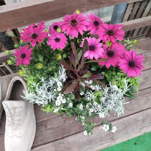 寄せ植え,かわいい,ガーデニング,園芸店,花のある暮らしの画像