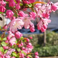 ハナカイドウ,お出かけ先の画像