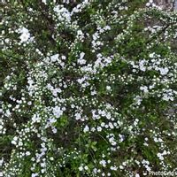 ユキヤナギ,家庭菜園奮闘日記,チーム岐阜,家庭菜園,小さな庭の画像