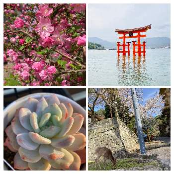 恋煩い,ミックスベリア,可愛い♥️,多肉の成長記録の画像