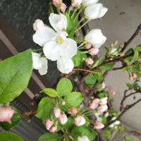 ヒメリンゴの画像