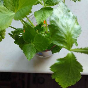 ミツバ,野菜 水耕栽培,美味しくいただきます！！,＊今日のお花＊,窓辺の画像