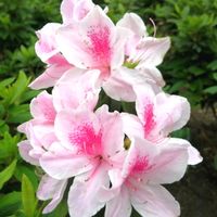 ツツジ,春うらら♡,旅先,ピンク❤︎ピンク,信義公園の画像