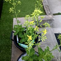  ケール,NO GREEN  NO LIFE,家庭菜園,お気に入り♡,植物中毒の画像