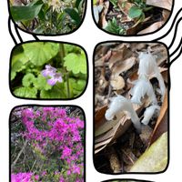 シキミ,カキドオシ,ミツバツツジ,フデリンドウ,ギンリョウソウの画像