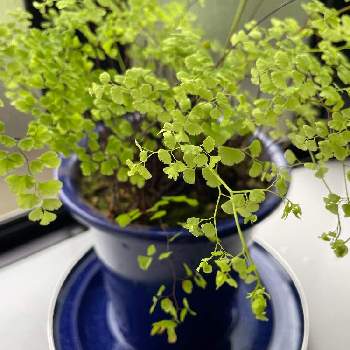 アジアンタム,みどりのある暮らし,グリーンのある暮らし,バラのある暮らし,植物だいすきの画像